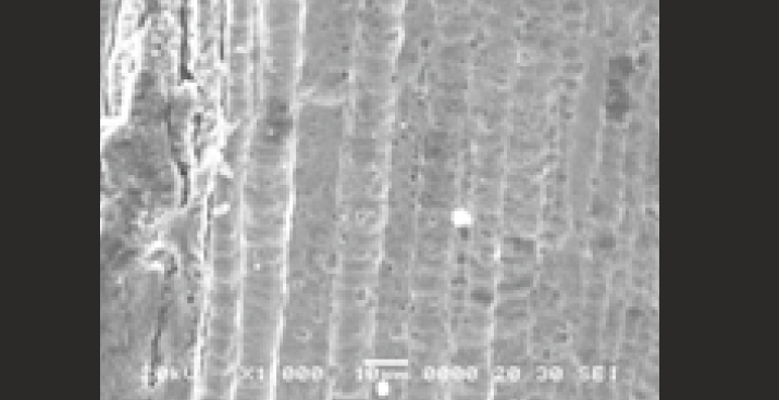 SEM image of uncoated NiTi