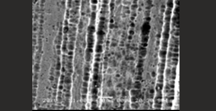 SEM image of coated NiTi
