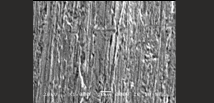 SEM image of coated SS
